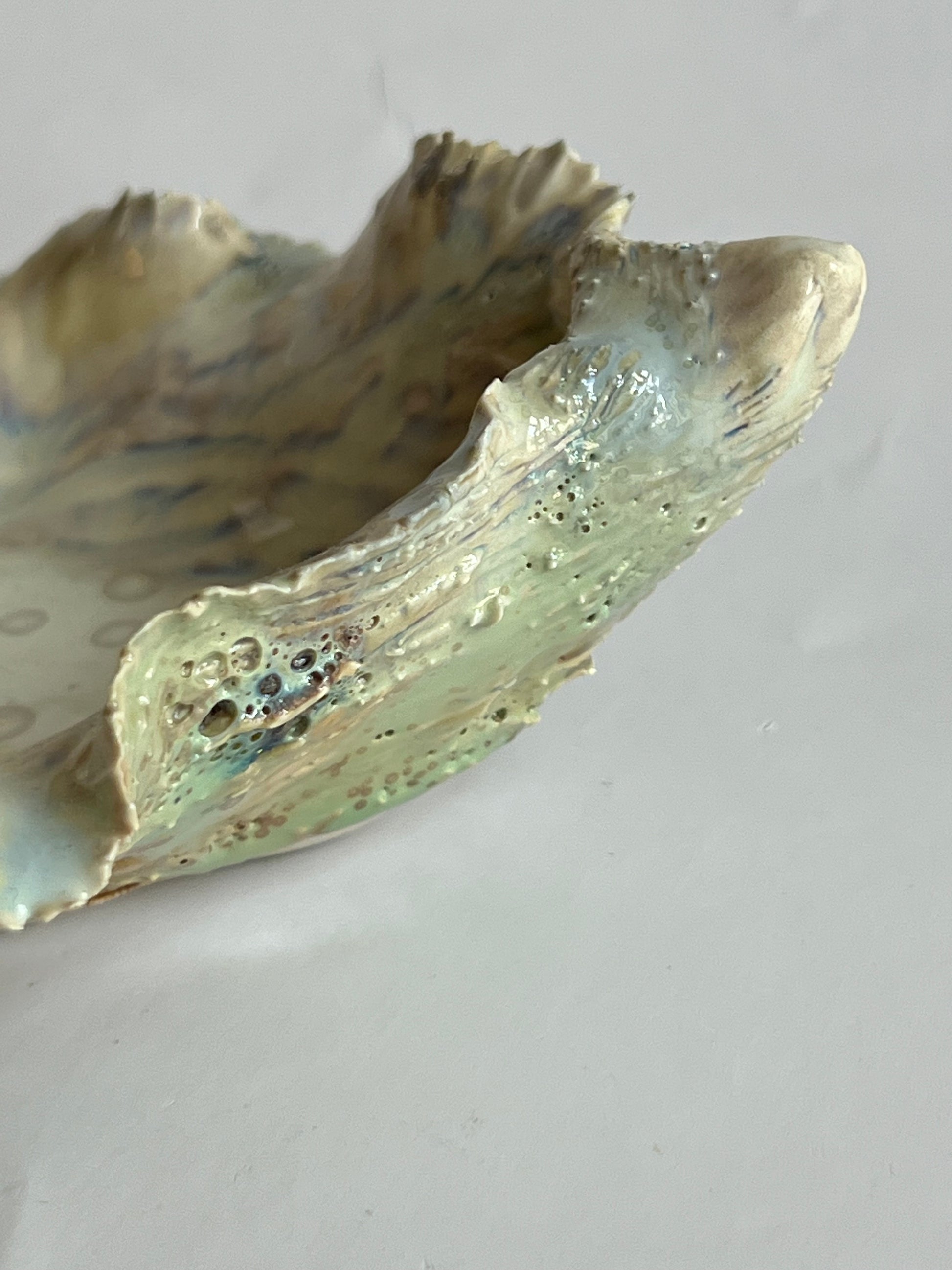 Green Oyster Shell