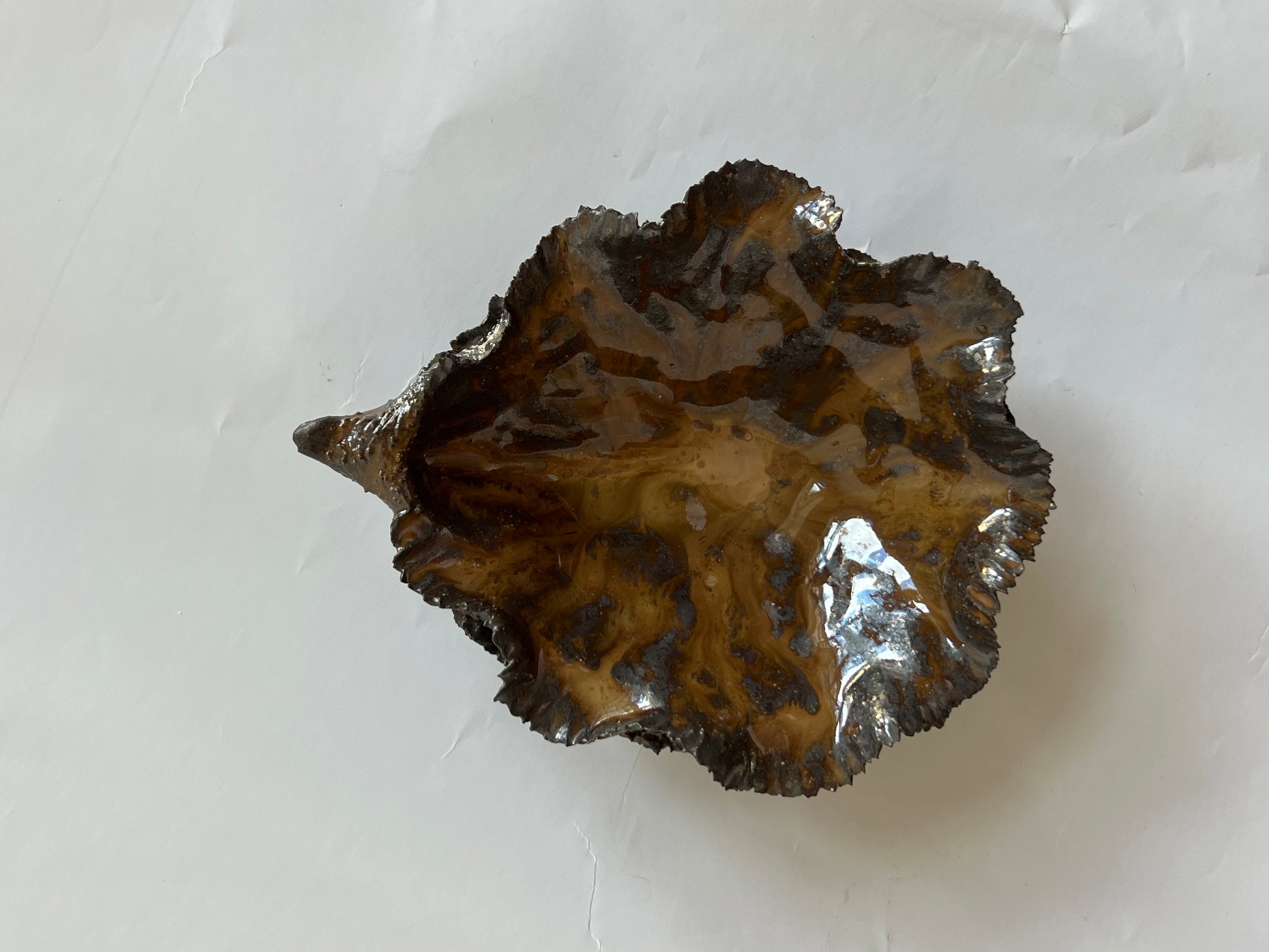 Black Oyster Shell