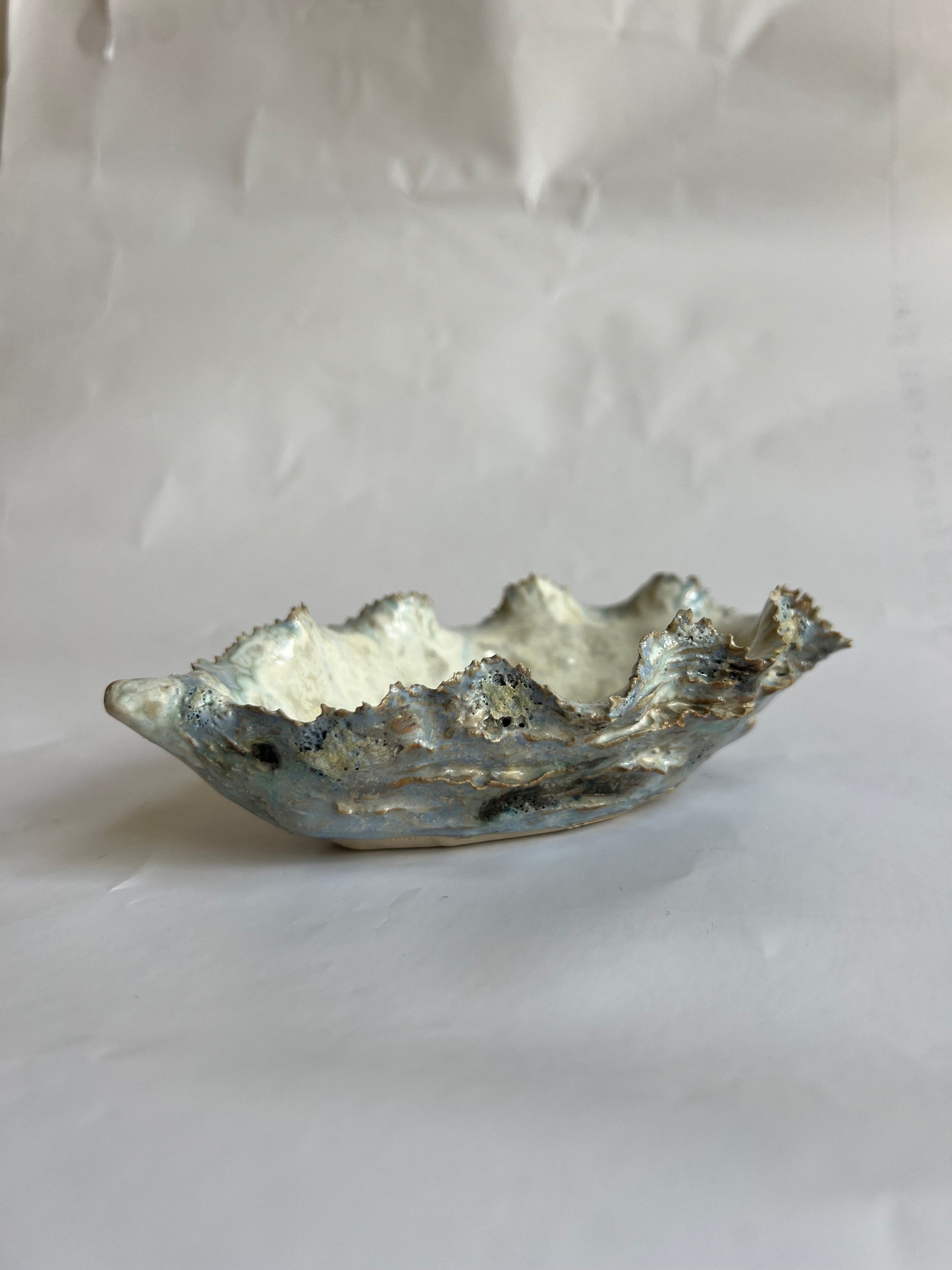 Oyster Shell Small