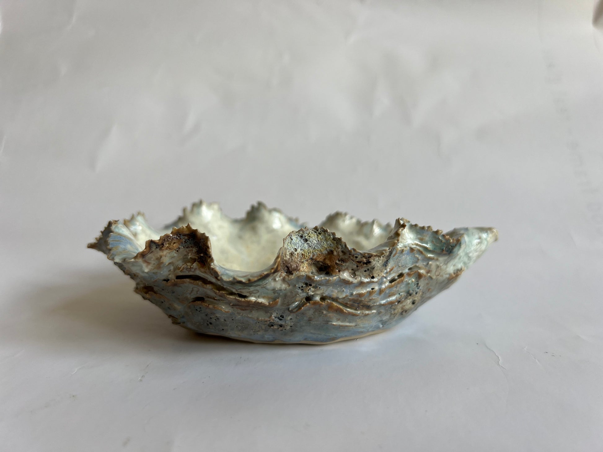 Oyster Shell Small