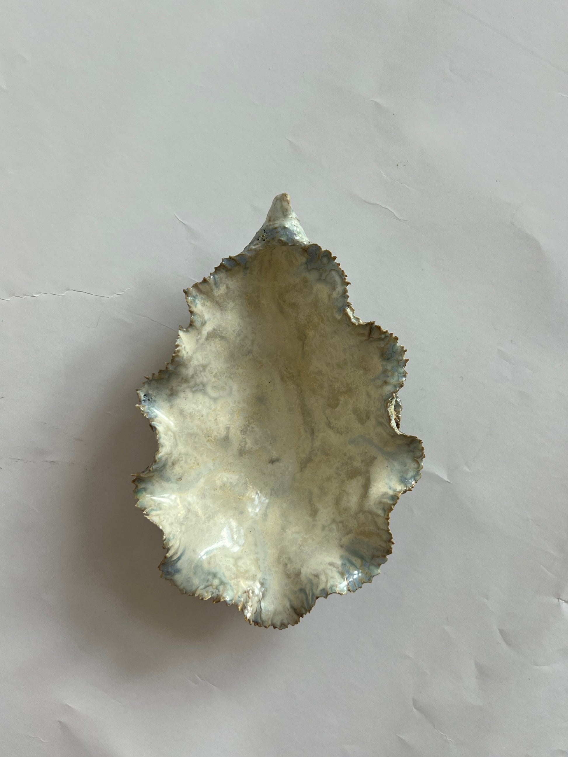 Oyster Shell Small