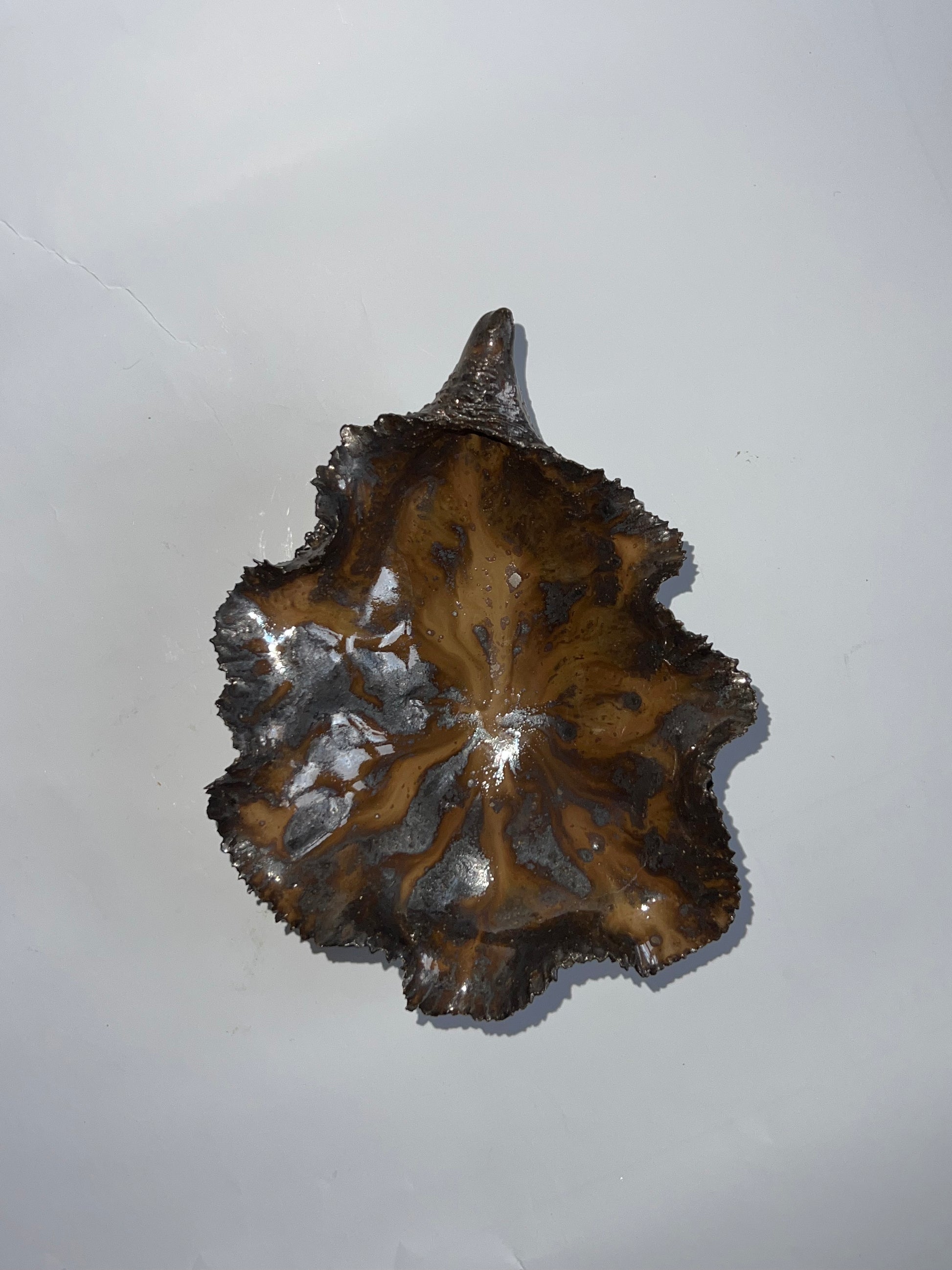 Black Oyster Shell