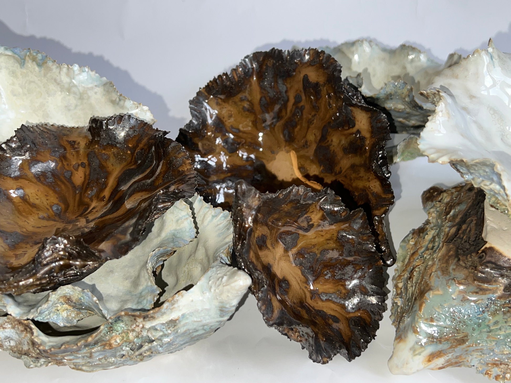 Black Oyster Shell