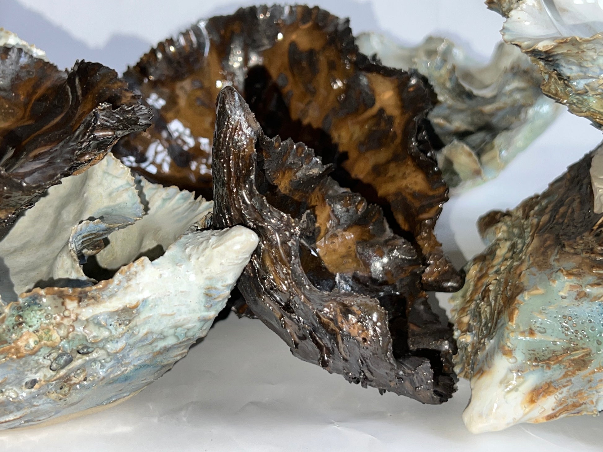 Black Oyster Shell