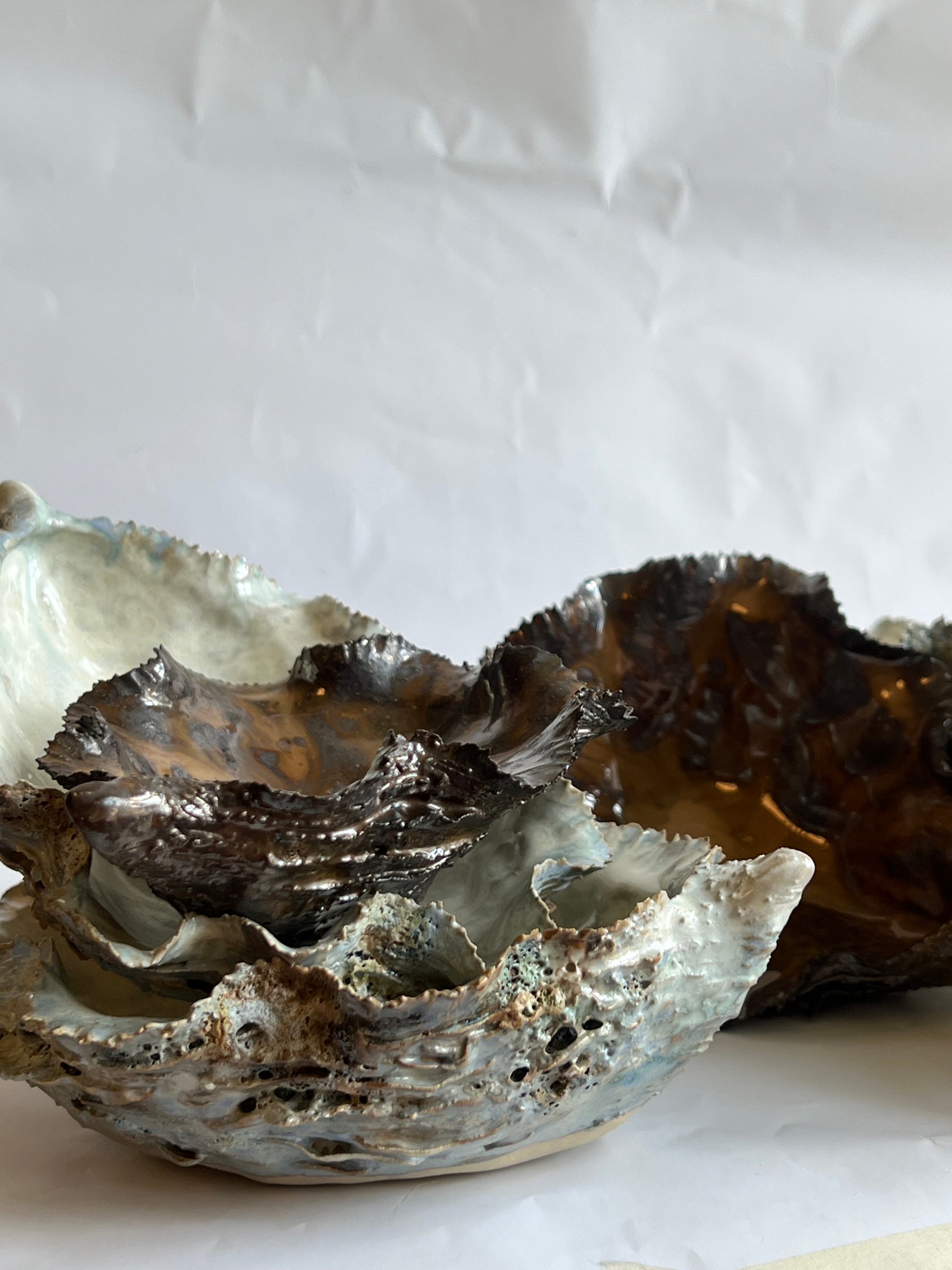 Black Oyster Shell