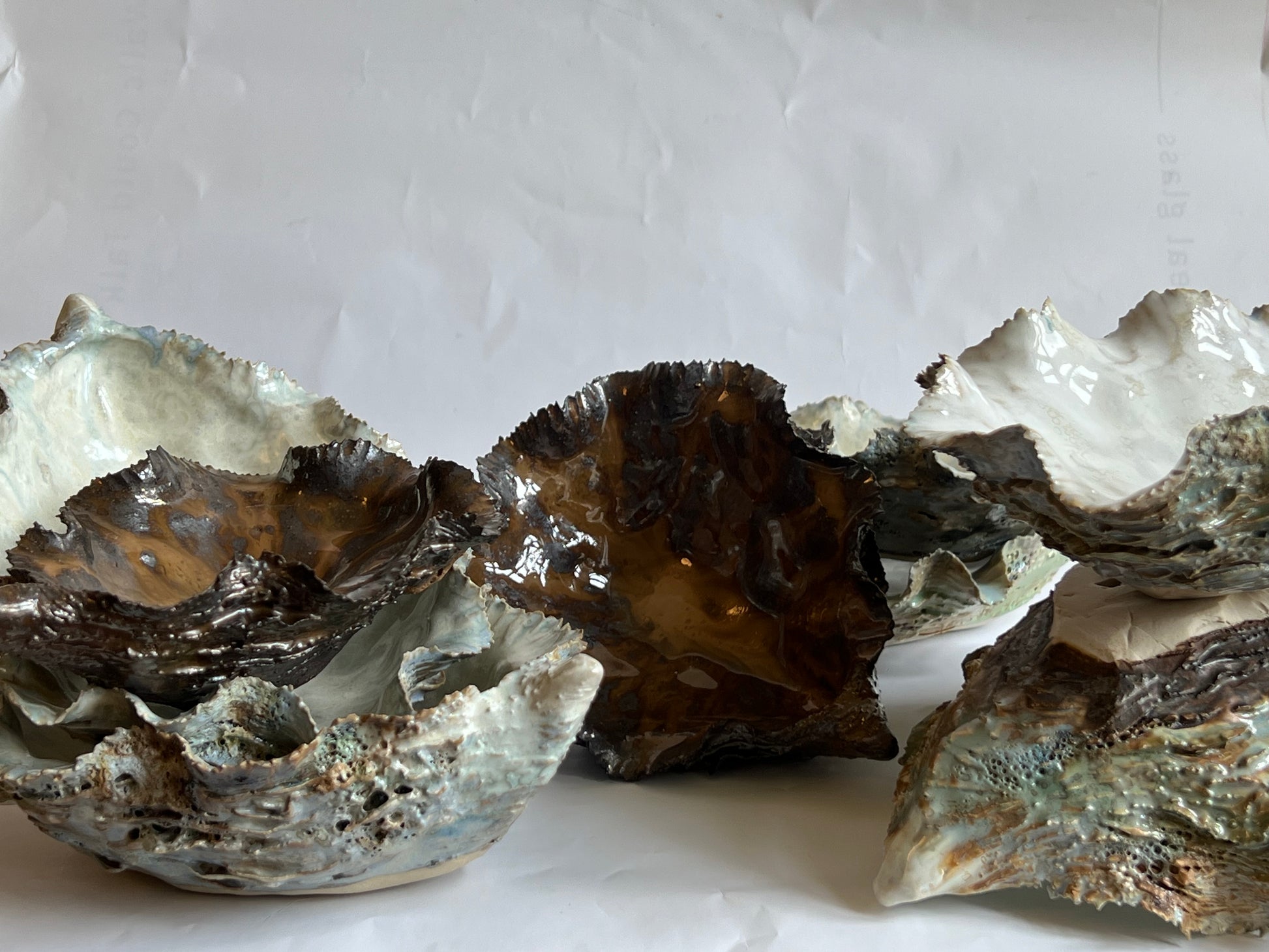 Black Oyster Shell
