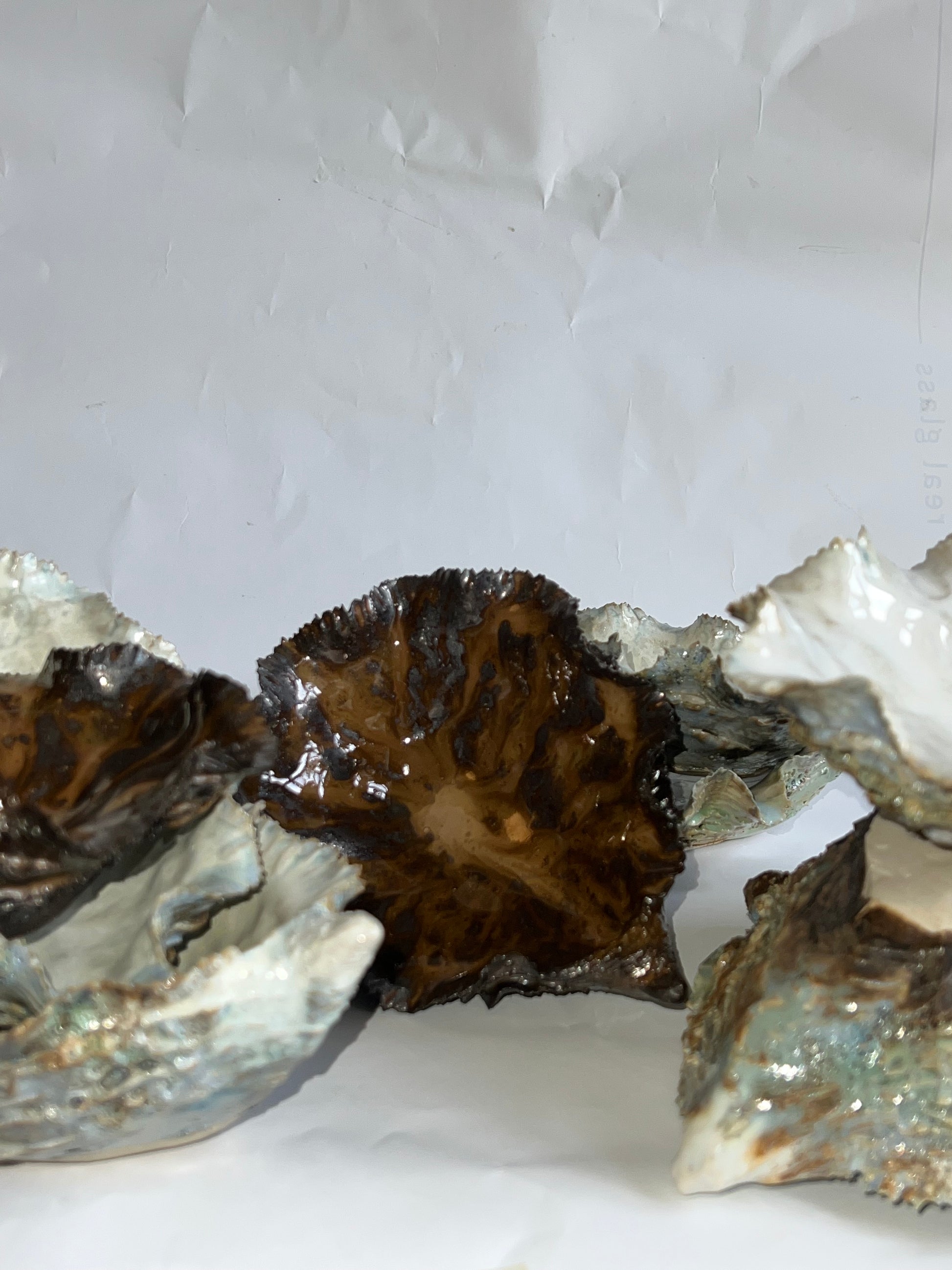 Black Oyster Shell