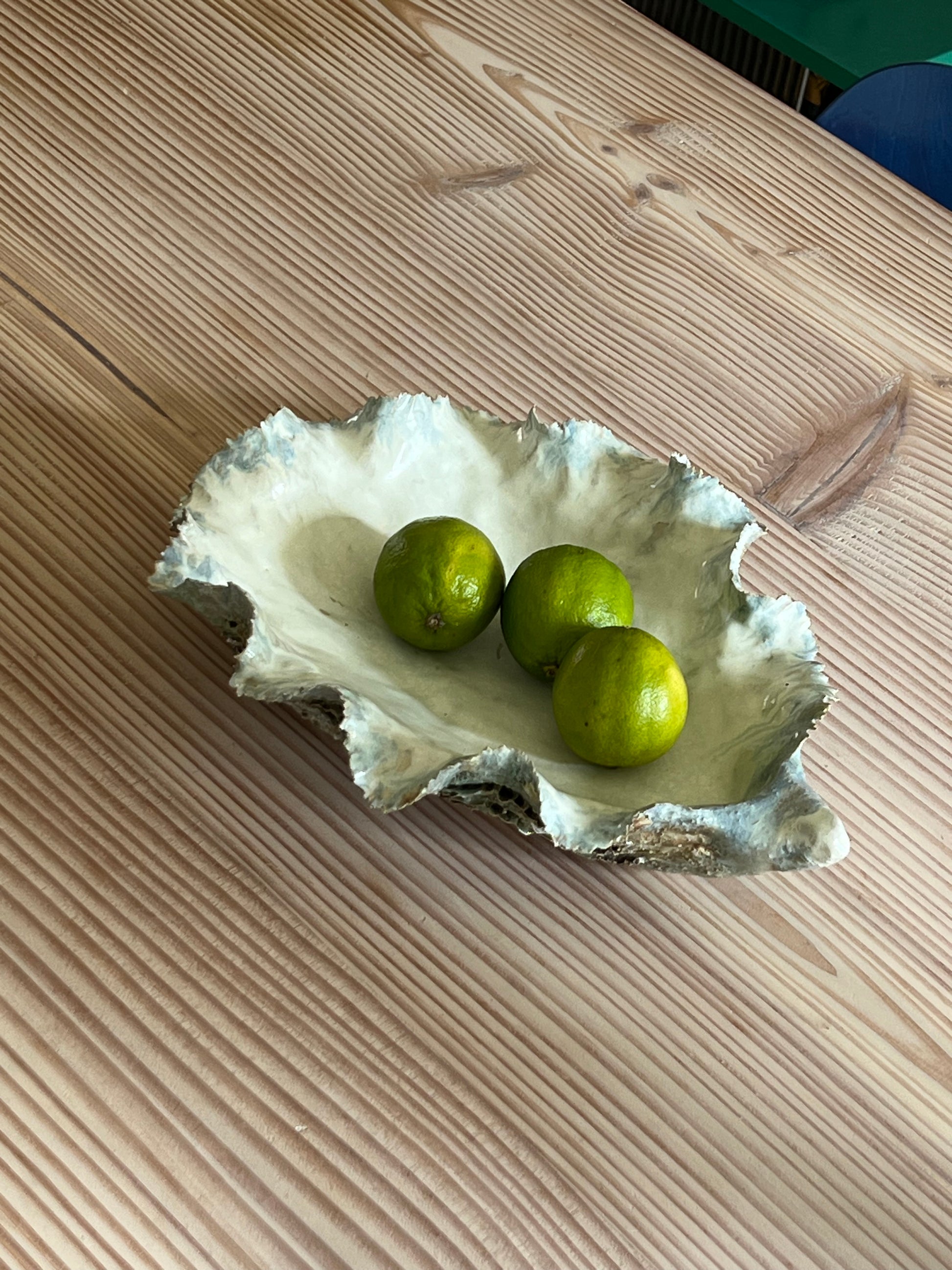 Giant Oyster Shell