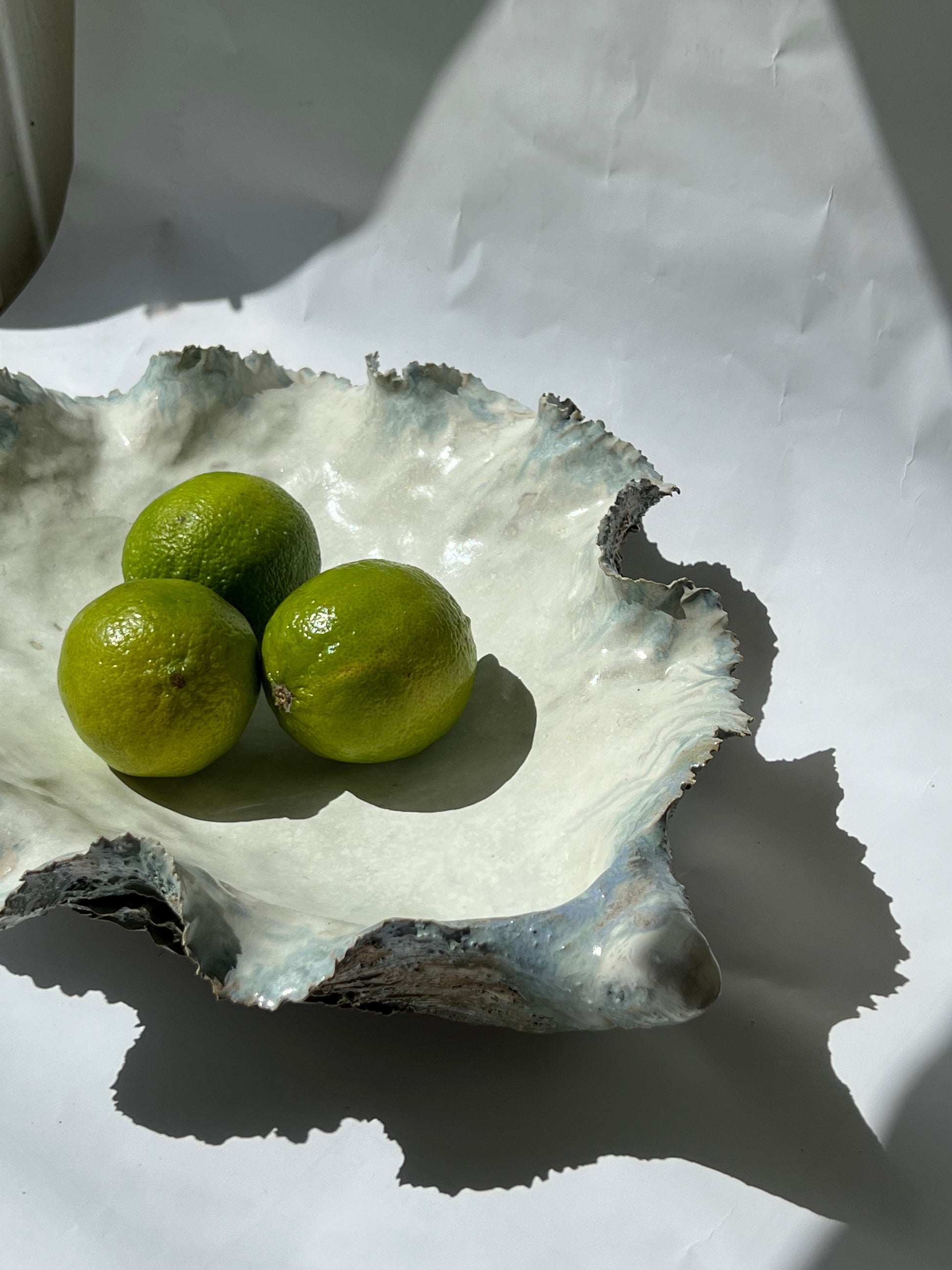 Giant Oyster Shell
