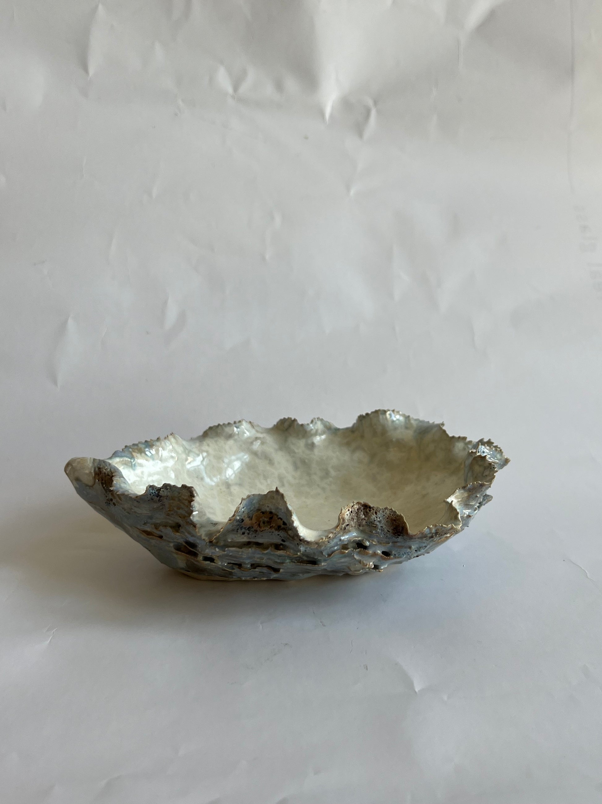 Oyster Shell Medium