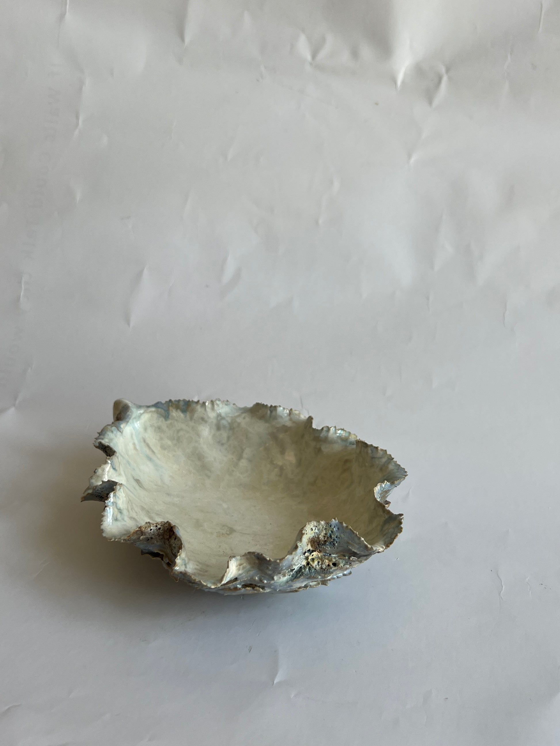 Oyster Shell Medium
