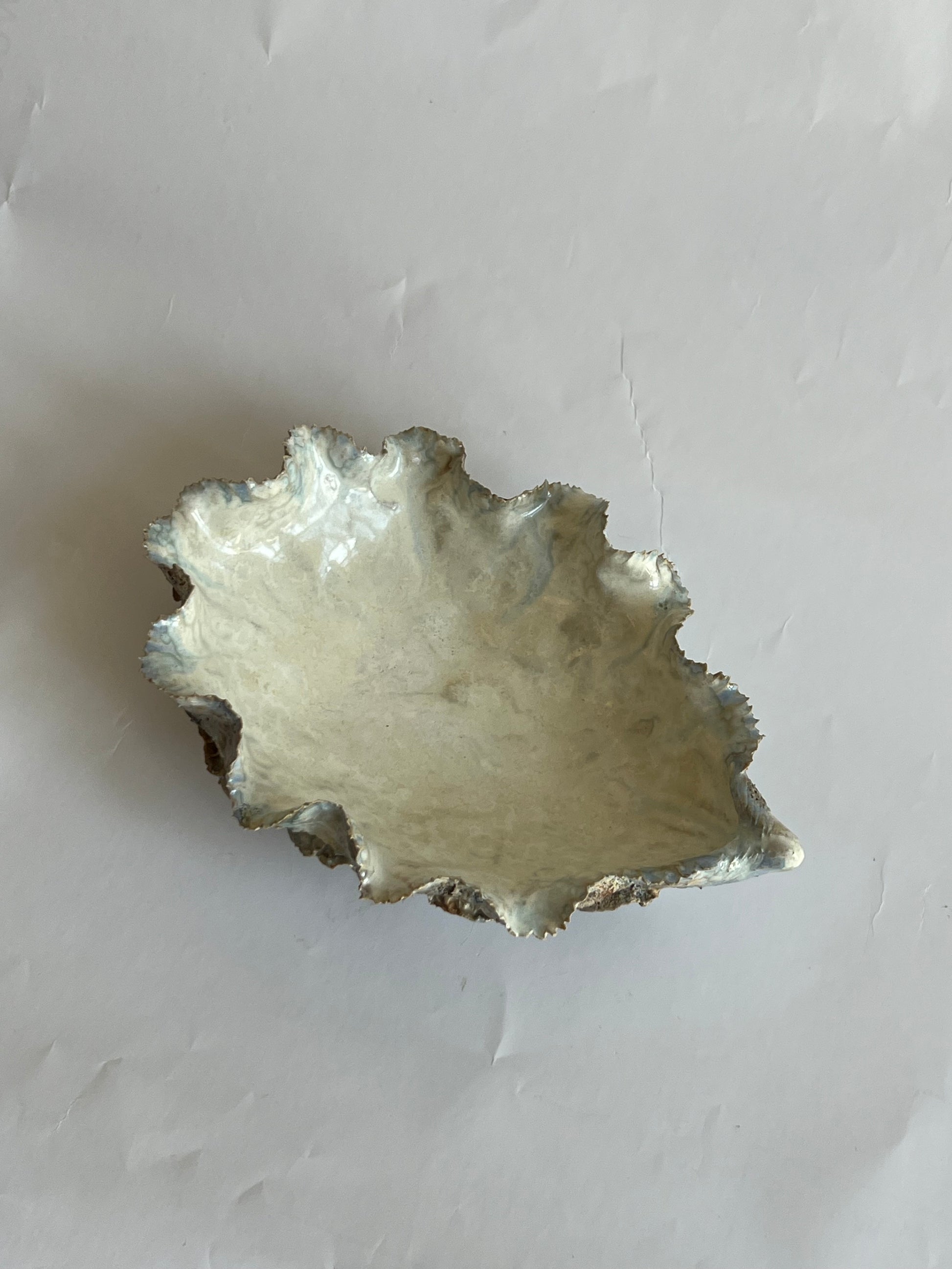 Oyster Shell Medium