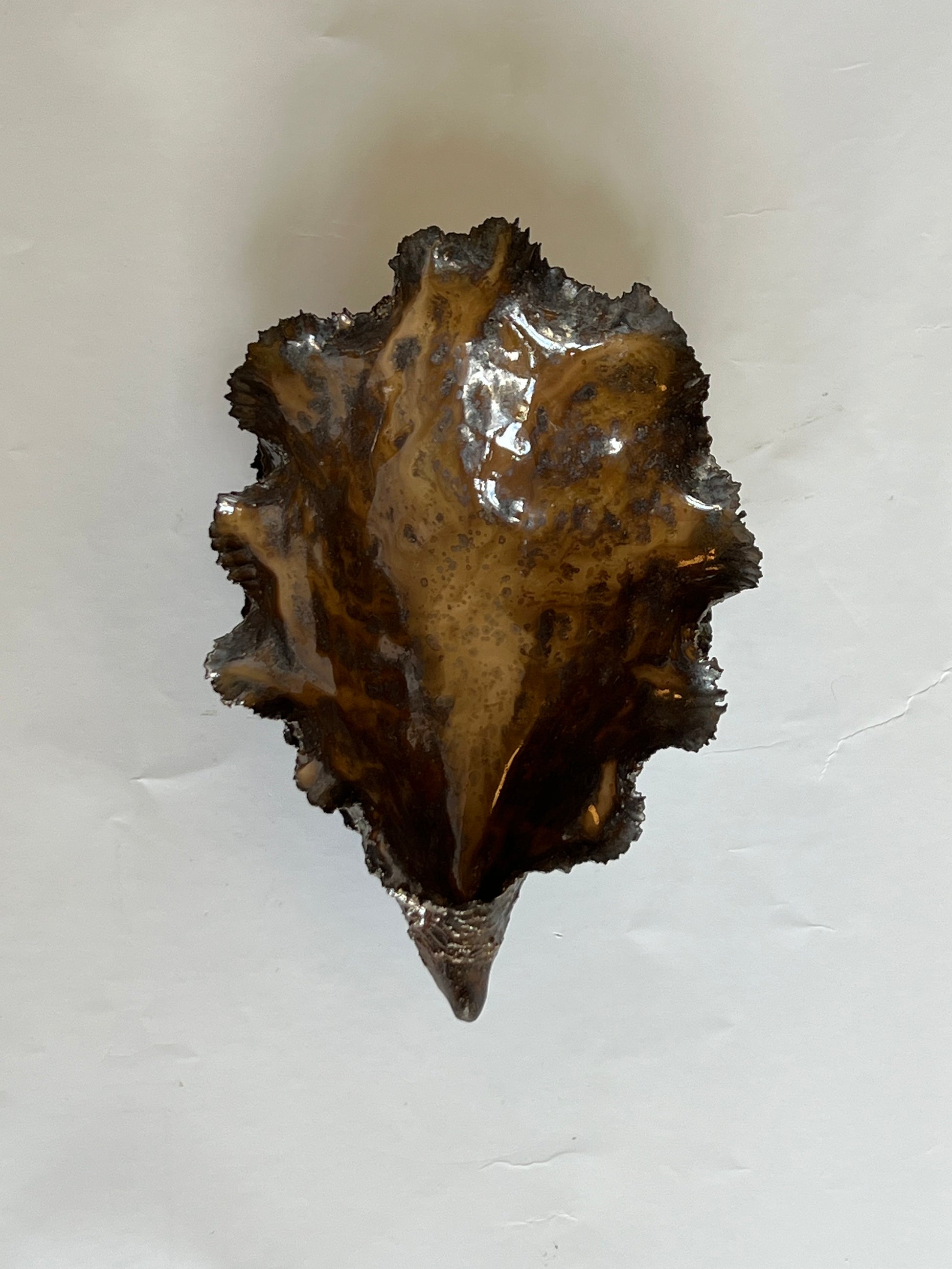 Black Oyster Shell