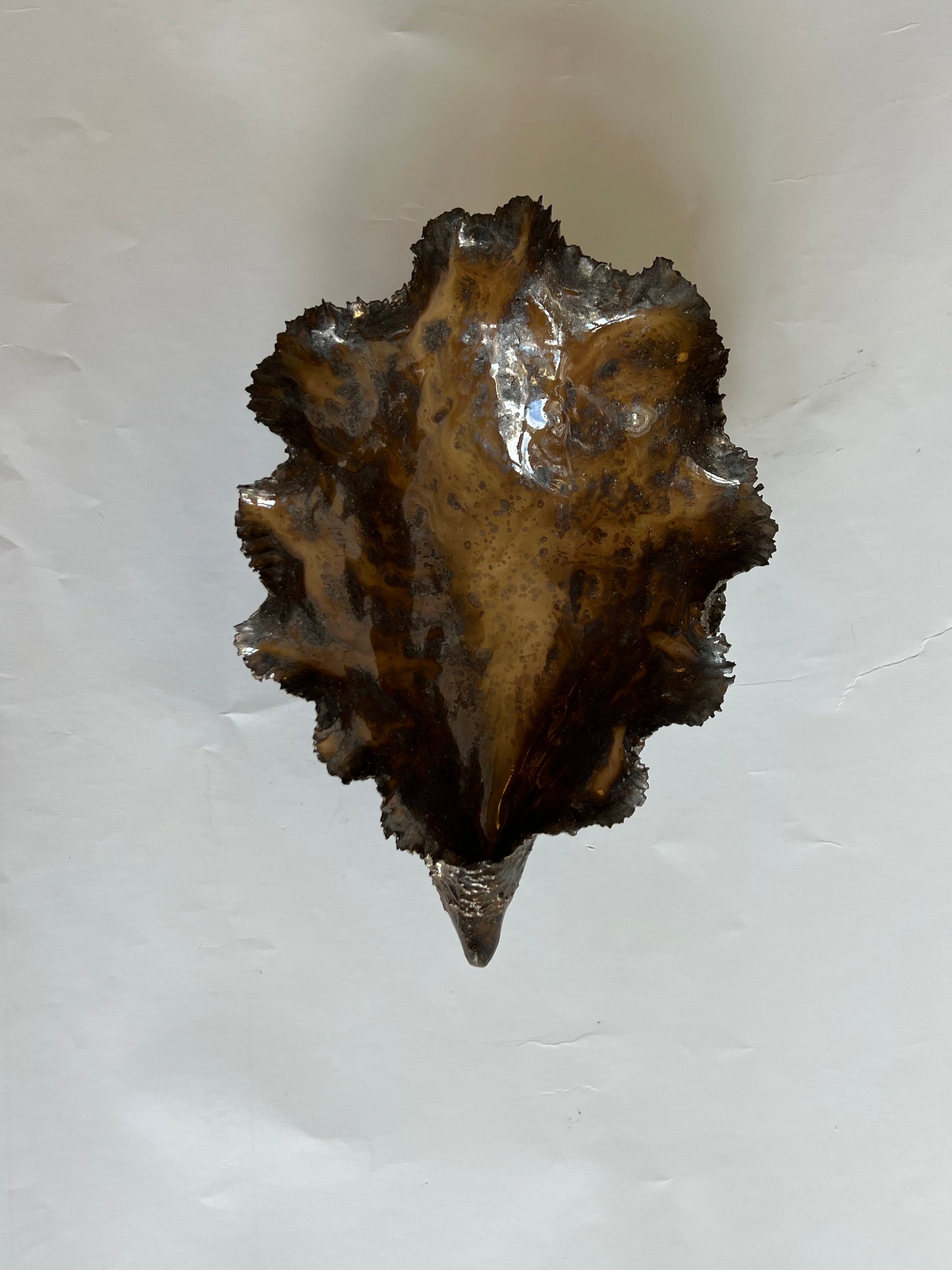 Black Oyster Shell