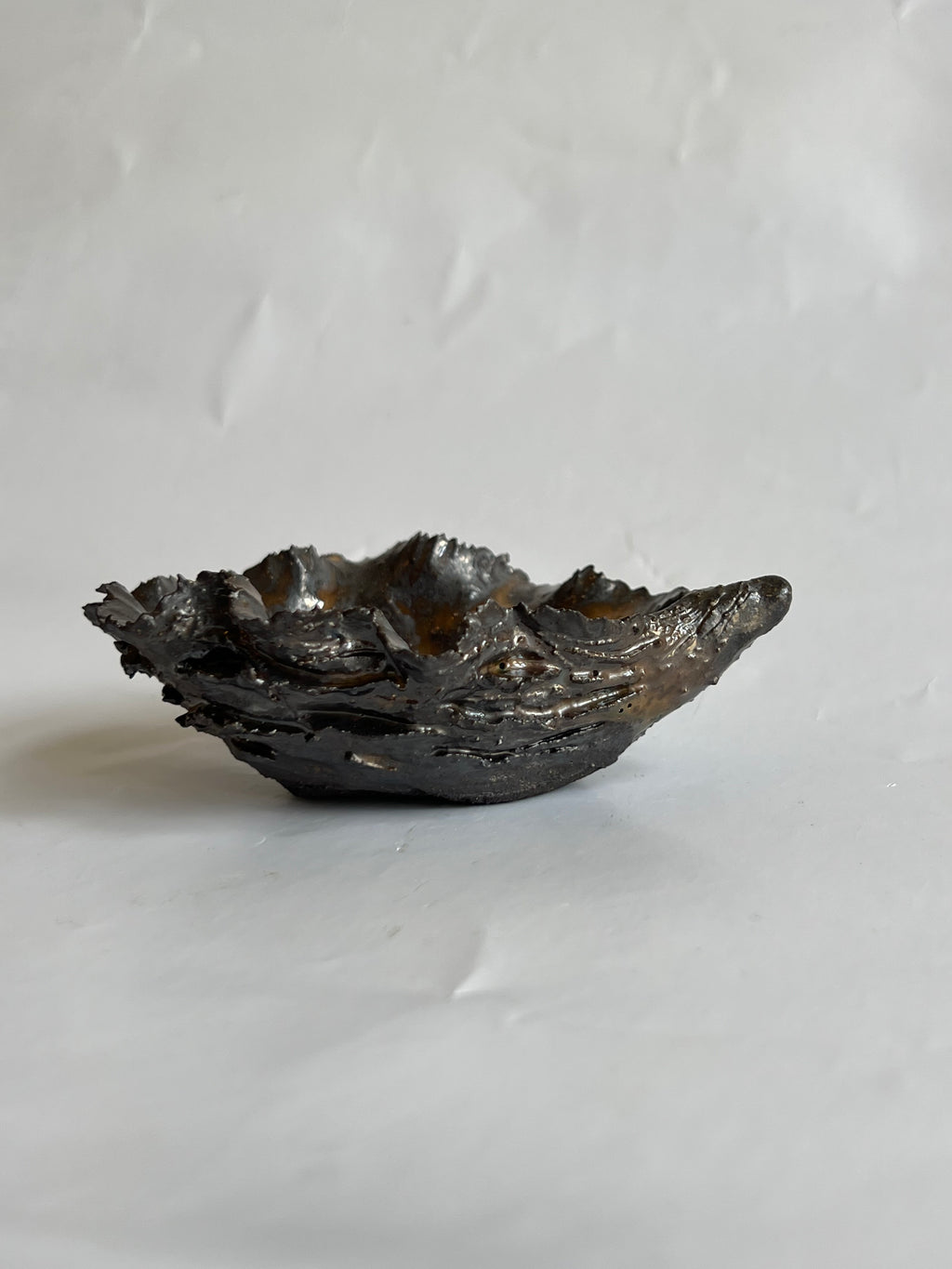Black Oyster Shell
