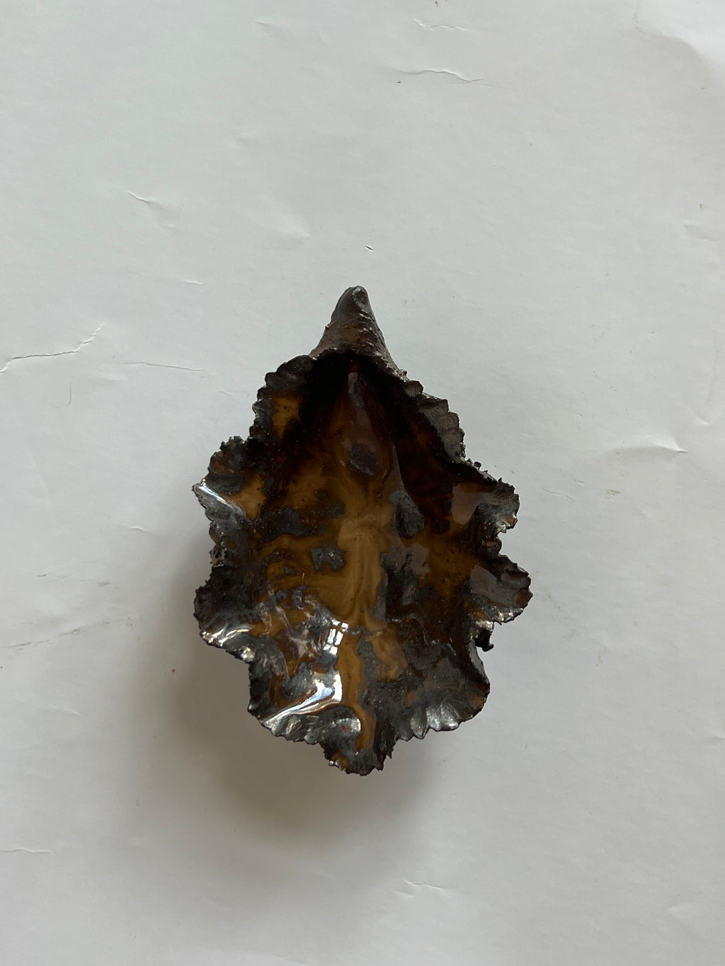 Black Oyster Shell