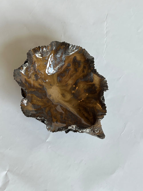 Black Oyster Shell