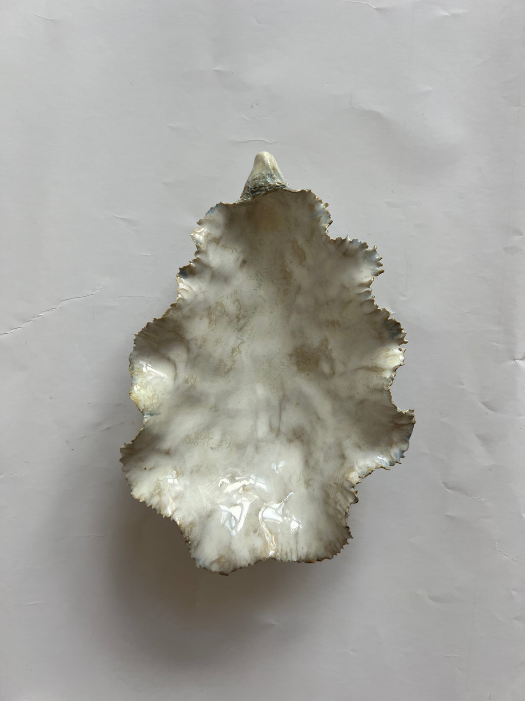 Oyster Shell Medium