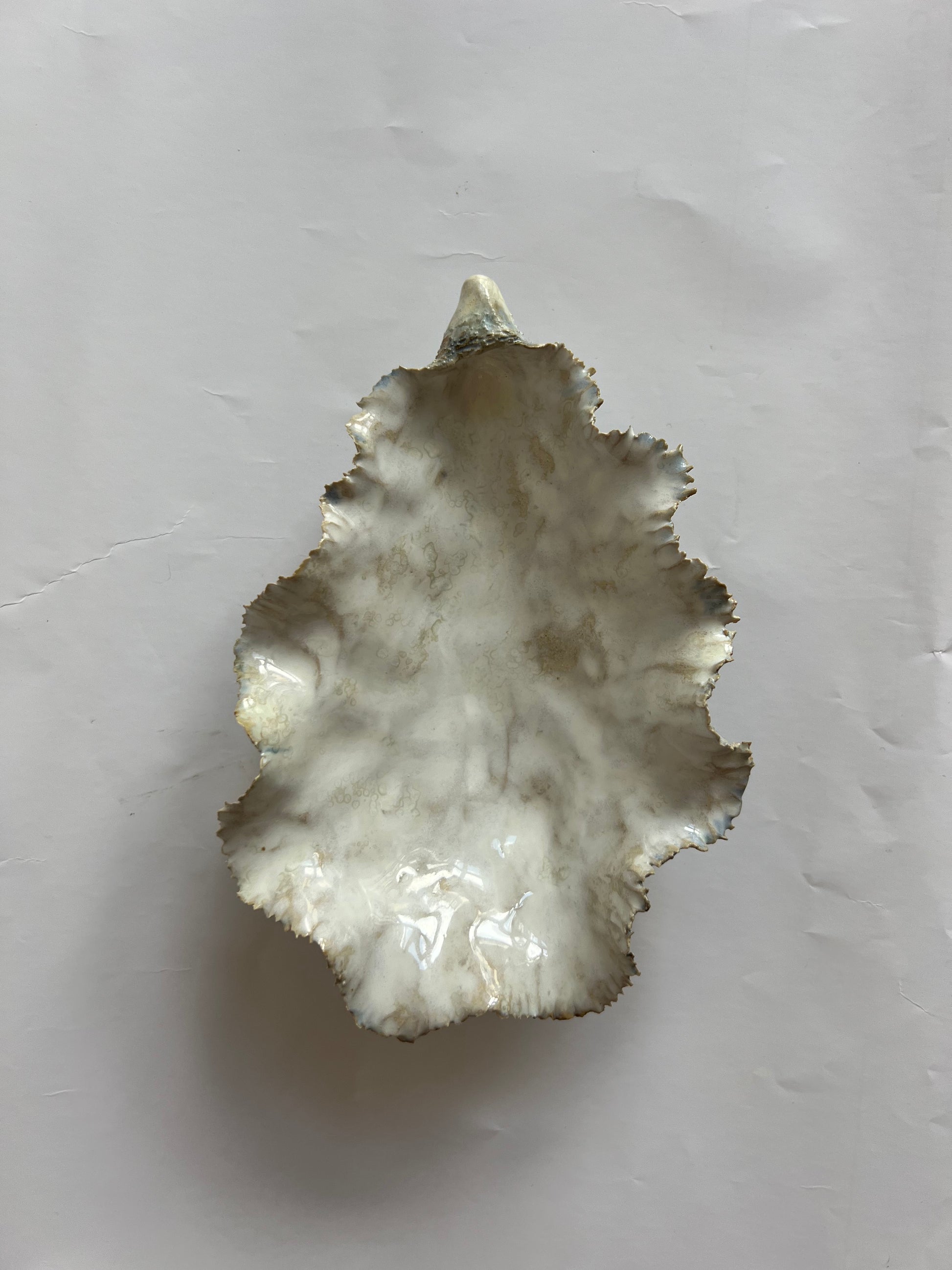 Oyster Shell Medium