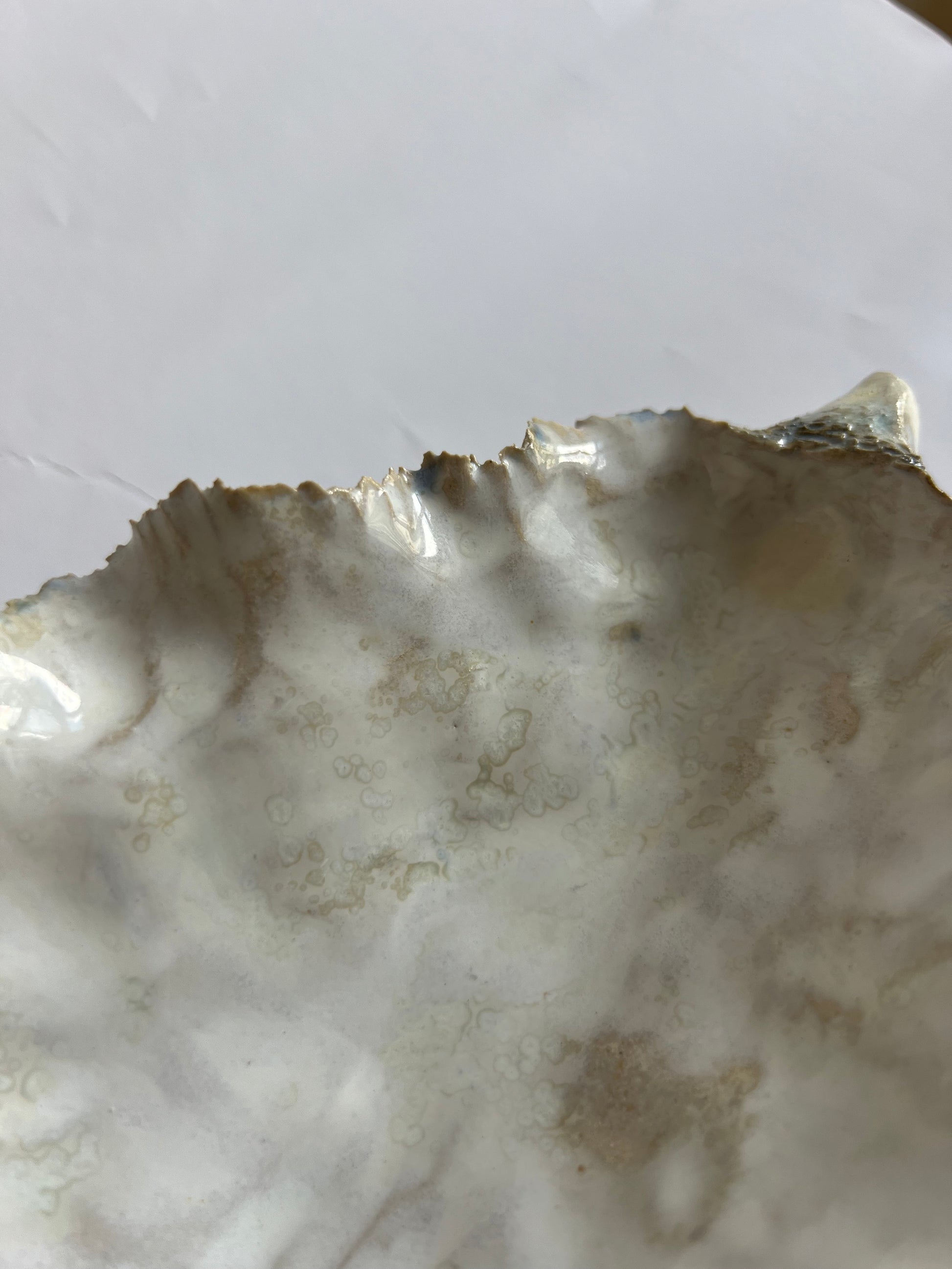 Oyster Shell Large