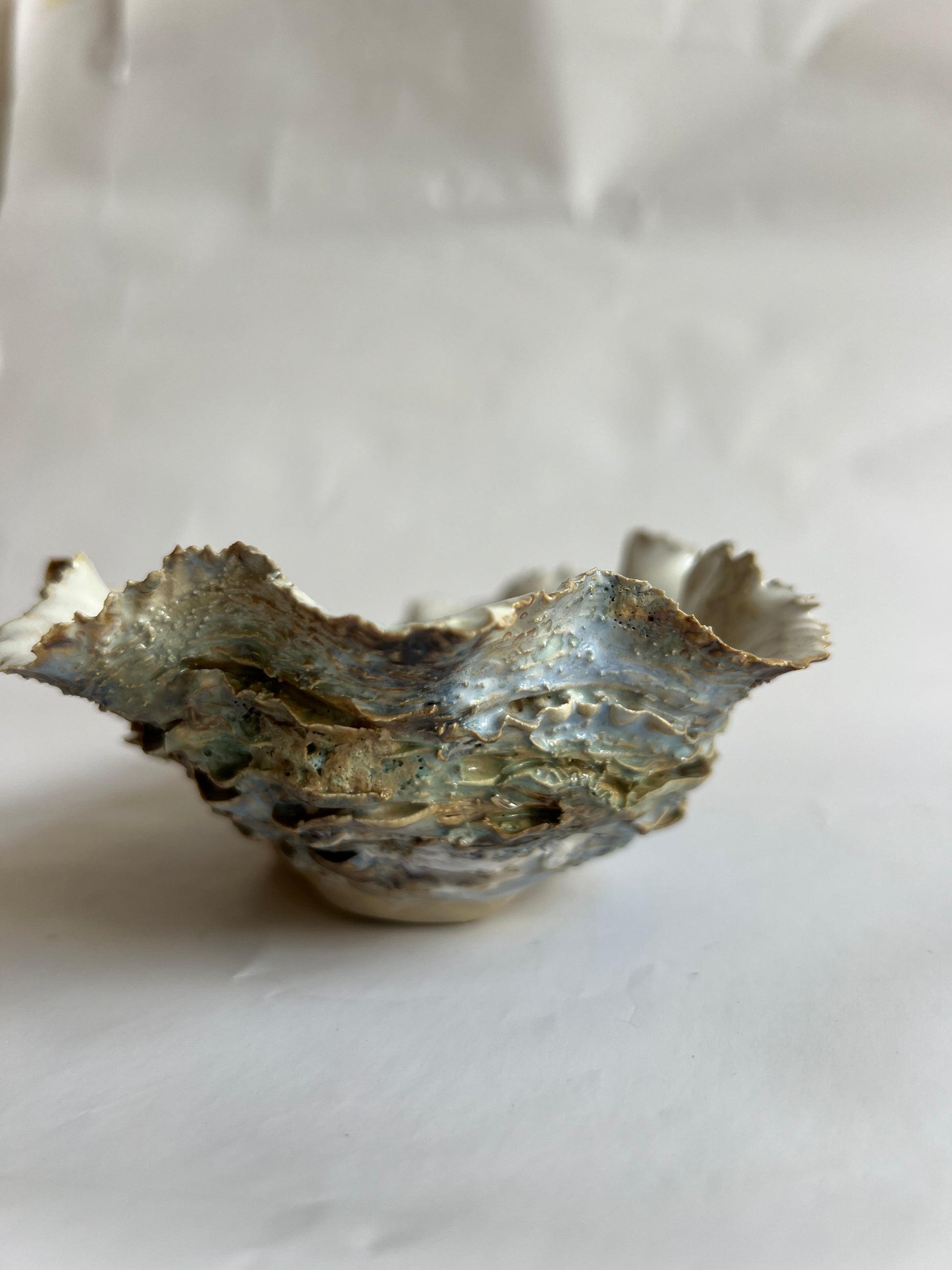 Oyster Shell Large