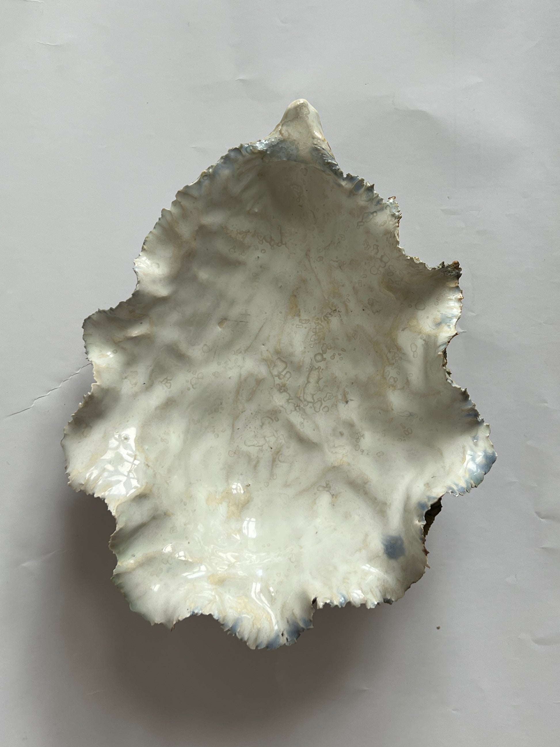 Oyster Shell Large