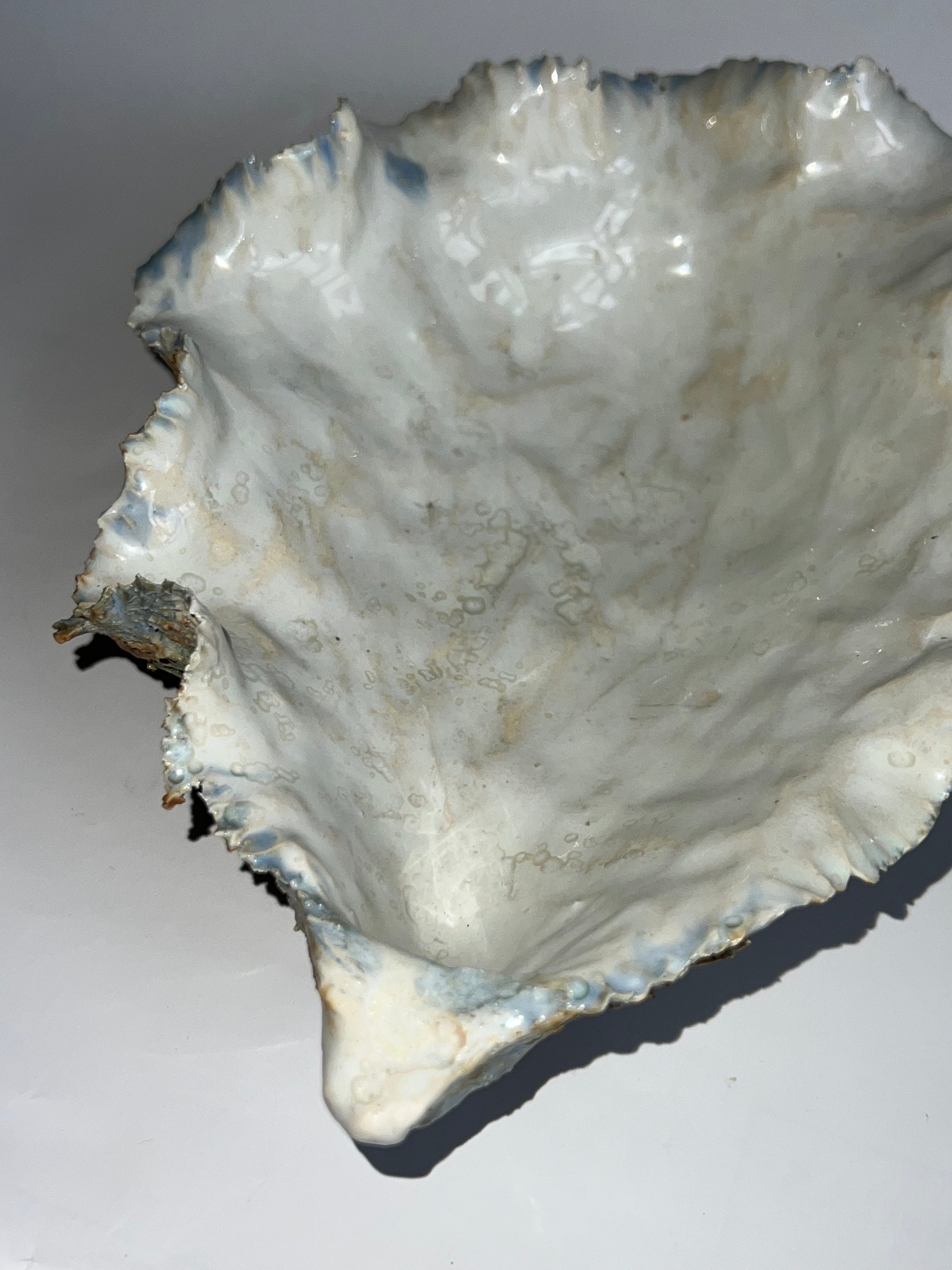 Oyster Shell Large