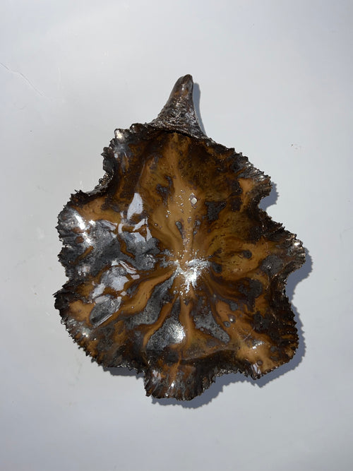 Black Oyster Shell