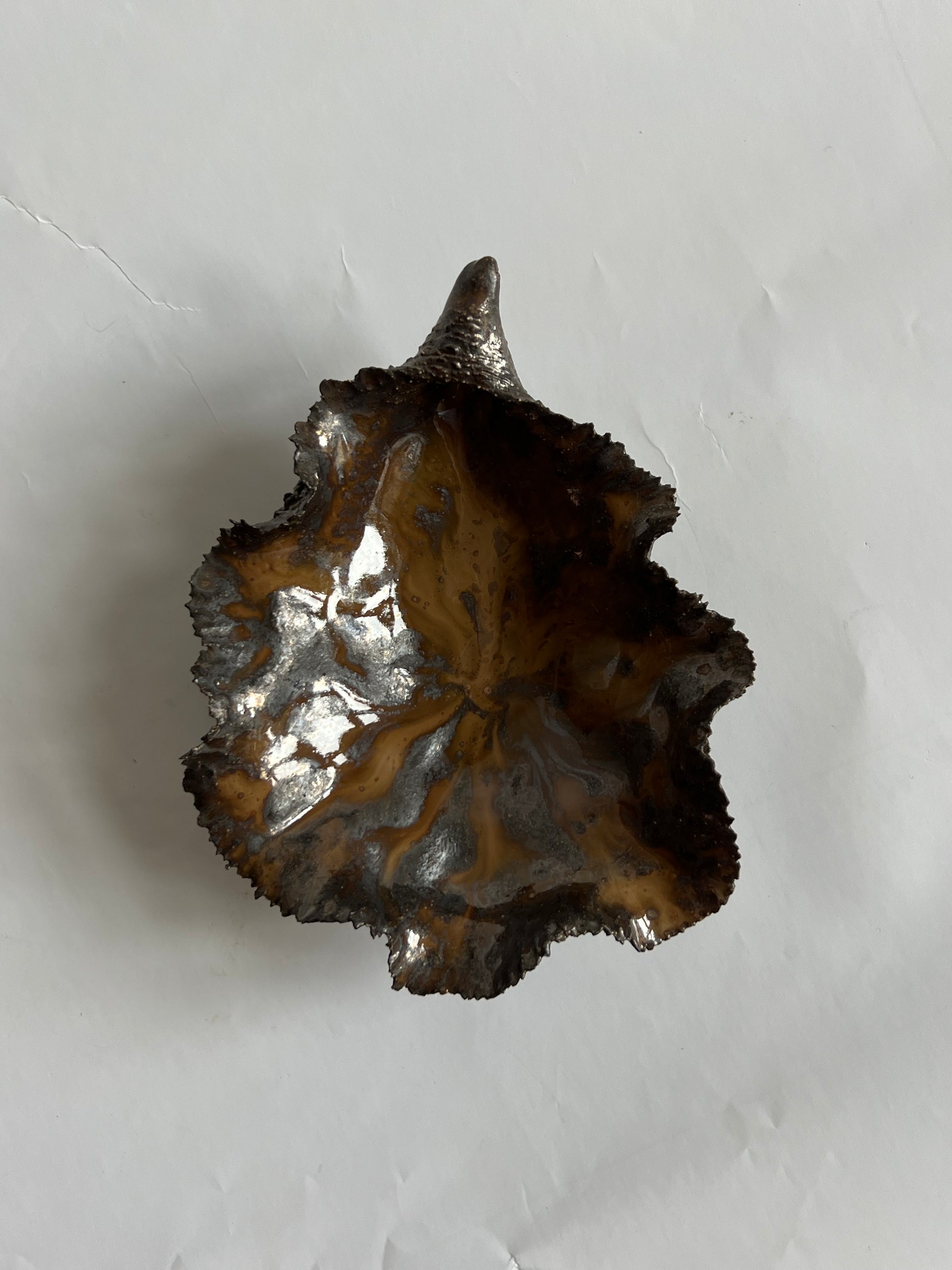 Black Oyster Shell