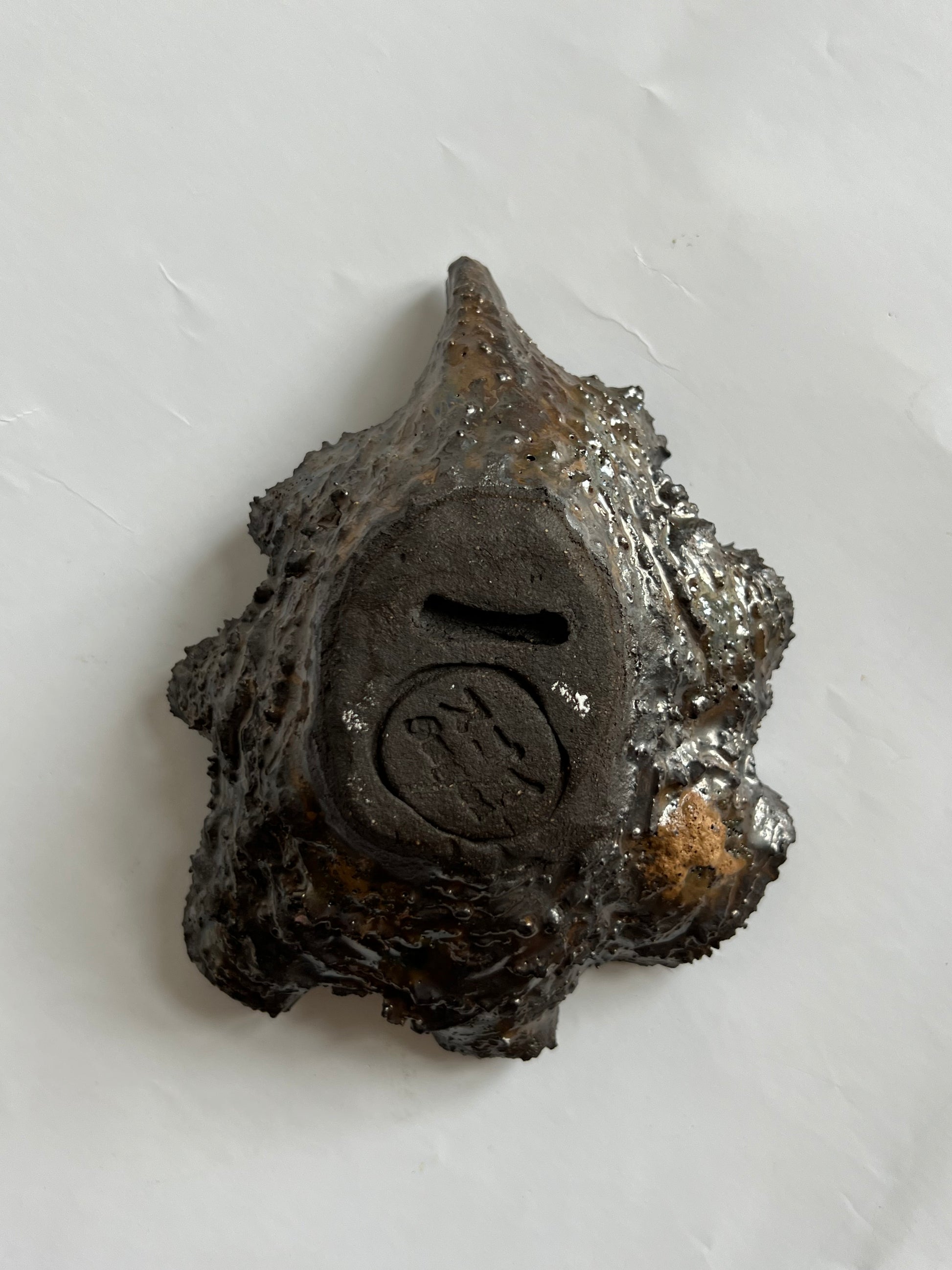 Black Oyster Shell