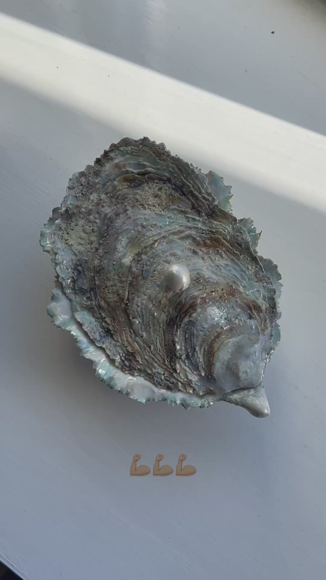 Oyster Chest